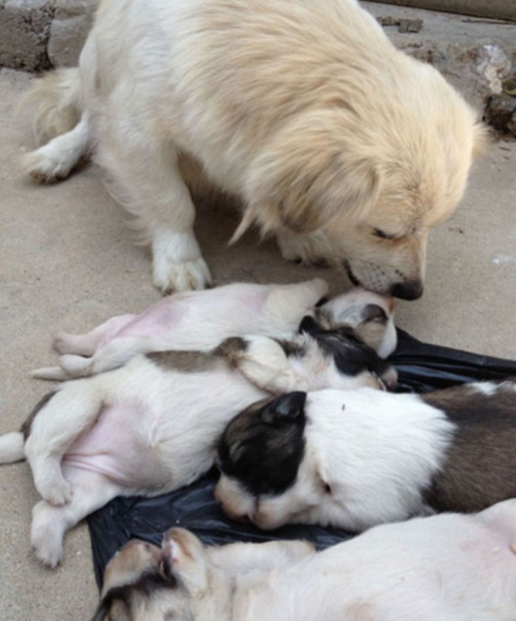 小奶狗惨遭主人活活摔死狗妈妈悲痛欲绝守在尸体旁不肯离开