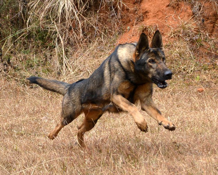 对于狼青犬被禁养,网友怎么看网友1:长相帅气,服从