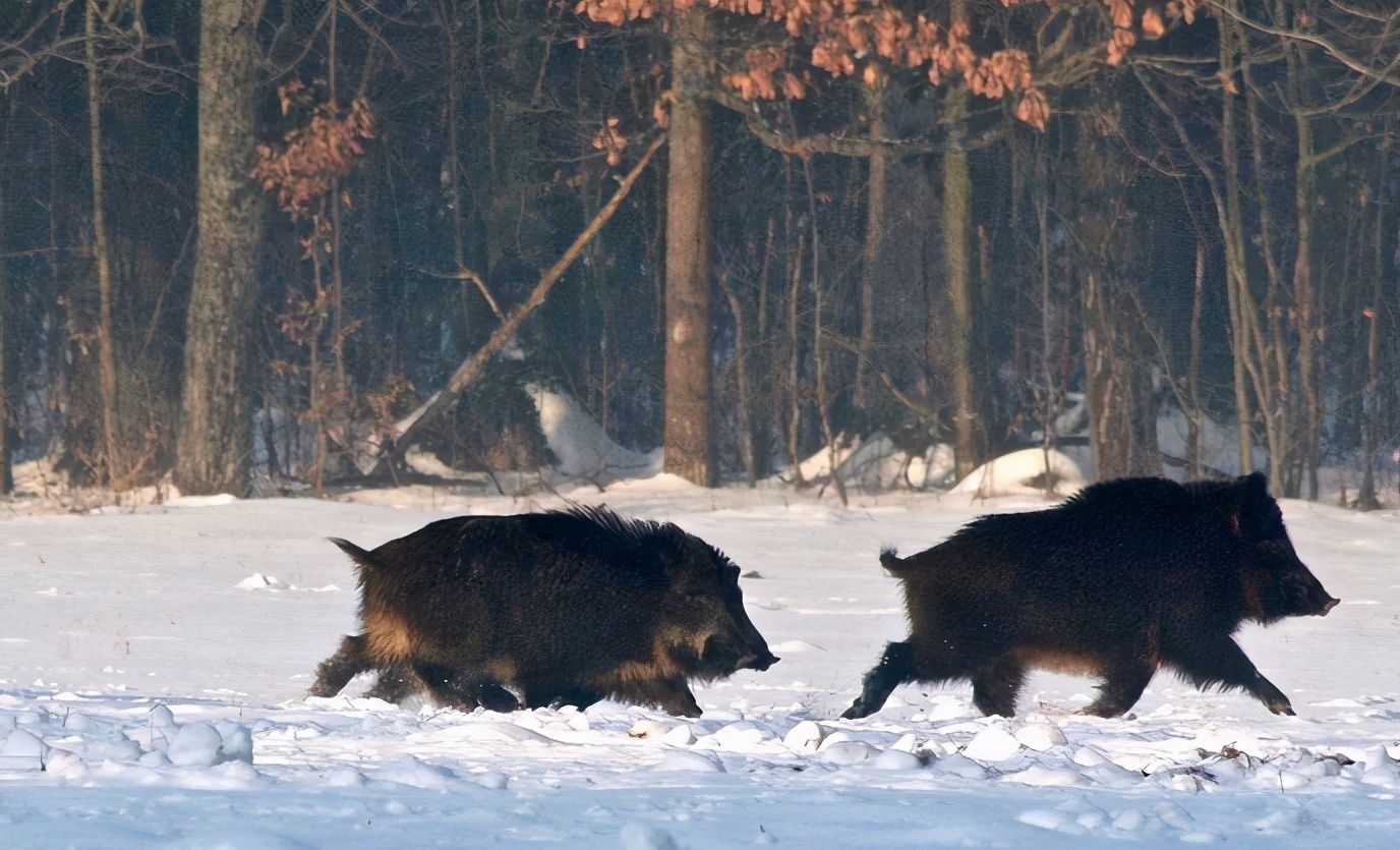 极端暴雪后，为什么傻狍子最容易受灾，野猪却充当“拯救者”？休闲区蓝鸢梦想 - Www.slyday.coM