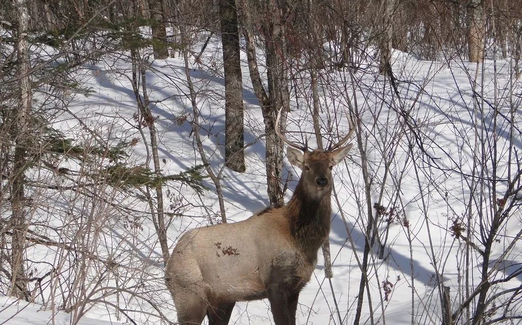 极端暴雪后,为什么傻狍子最容易受灾,野猪却充当“拯救者”?休闲区蓝鸢梦想 - Www.slyday.coM 极端暴雪后,为什么傻狍子最容易受灾,野猪却充当“拯救者”?休闲区蓝鸢梦想 - Www.slyday.coM