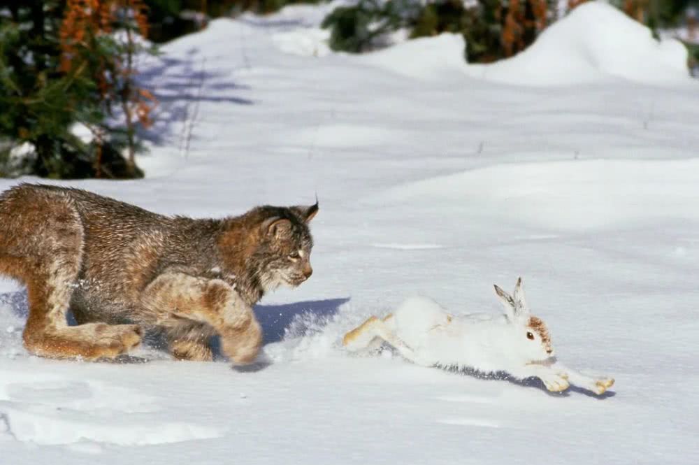 极端暴雪后,为什么傻狍子最容易受灾,野猪却充当“拯救者”?休闲区蓝鸢梦想 - Www.slyday.coM 极端暴雪后,为什么傻狍子最容易受灾,野猪却充当“拯救者”?休闲区蓝鸢梦想 - Www.slyday.coM