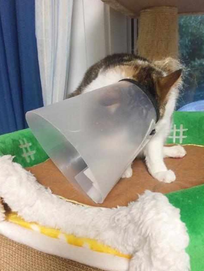 猫咪努力挣脱束缚,被发现后竟做出这举动,主人看了扶额苦笑休闲区蓝鸢梦想 - Www.slyday.coM 猫咪努力挣脱束缚,被发现后竟做出这举动,主人看了扶额苦笑休闲区蓝鸢梦想 - Www.slyday.coM