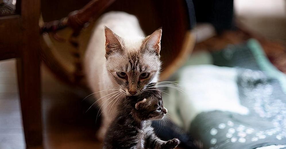 原来母猫把幼崽叼给主人隐藏了这些心理