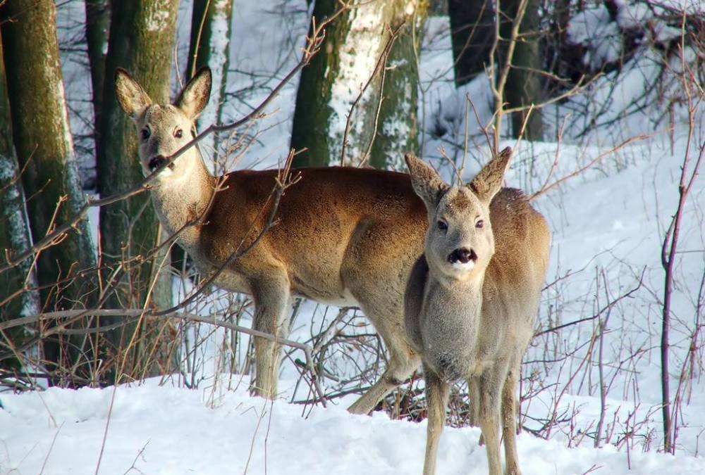 极端暴雪后,为什么傻狍子最容易受灾,野猪却充当“拯救者”?休闲区蓝鸢梦想 - Www.slyday.coM 极端暴雪后,为什么傻狍子最容易受灾,野猪却充当“拯救者”?休闲区蓝鸢梦想 - Www.slyday.coM