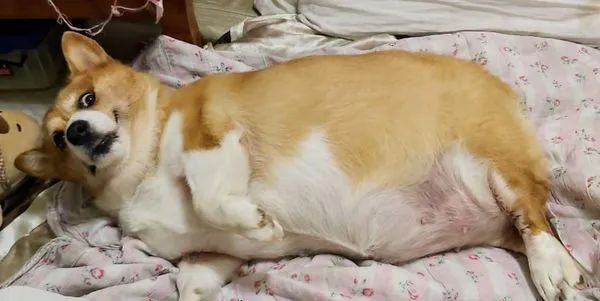 胖成猪的柯基每天运动减重3公斤网友好励志继续加油