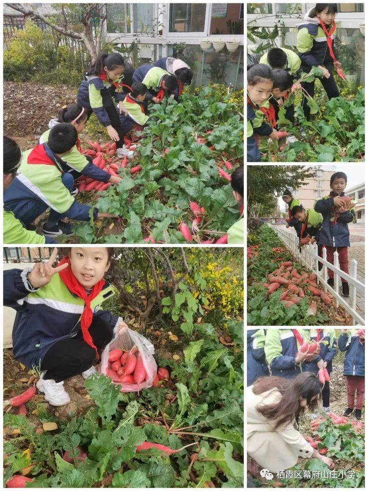 校园新闻萝卜集结号幕府山庄小学萝卜收获节