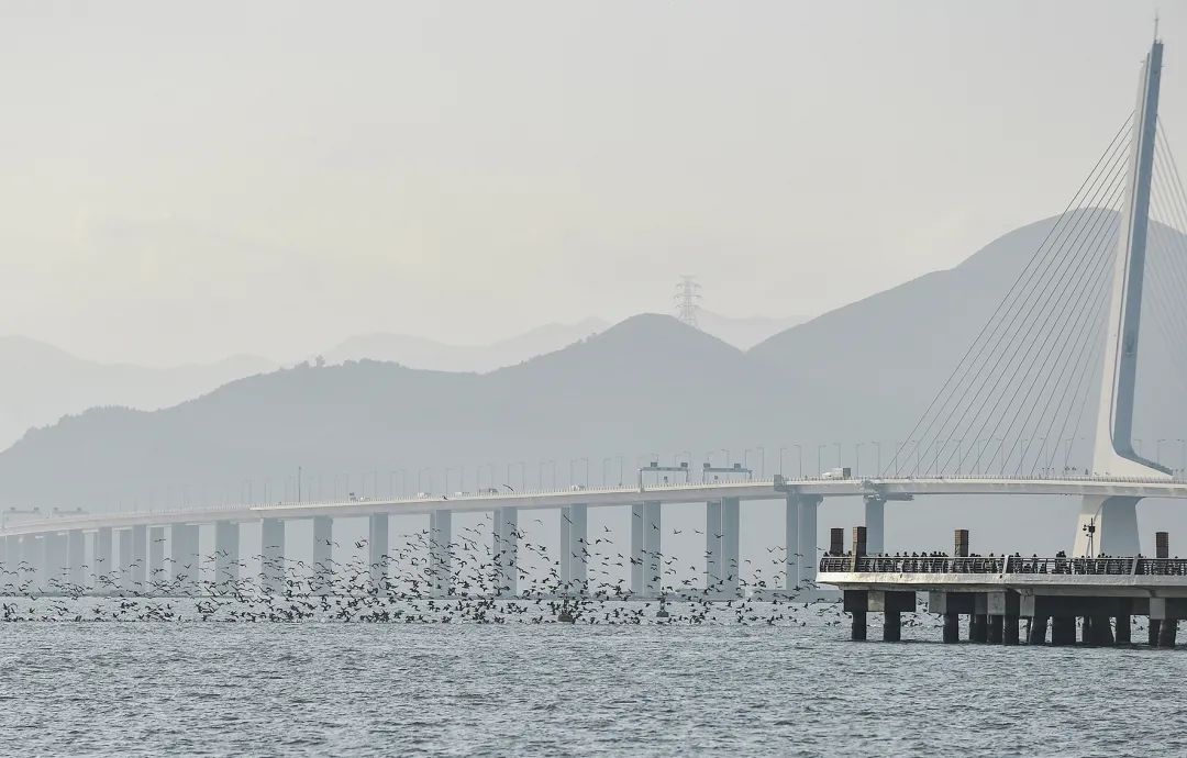 上万冬日精灵舞动深圳湾,画面美翻了!