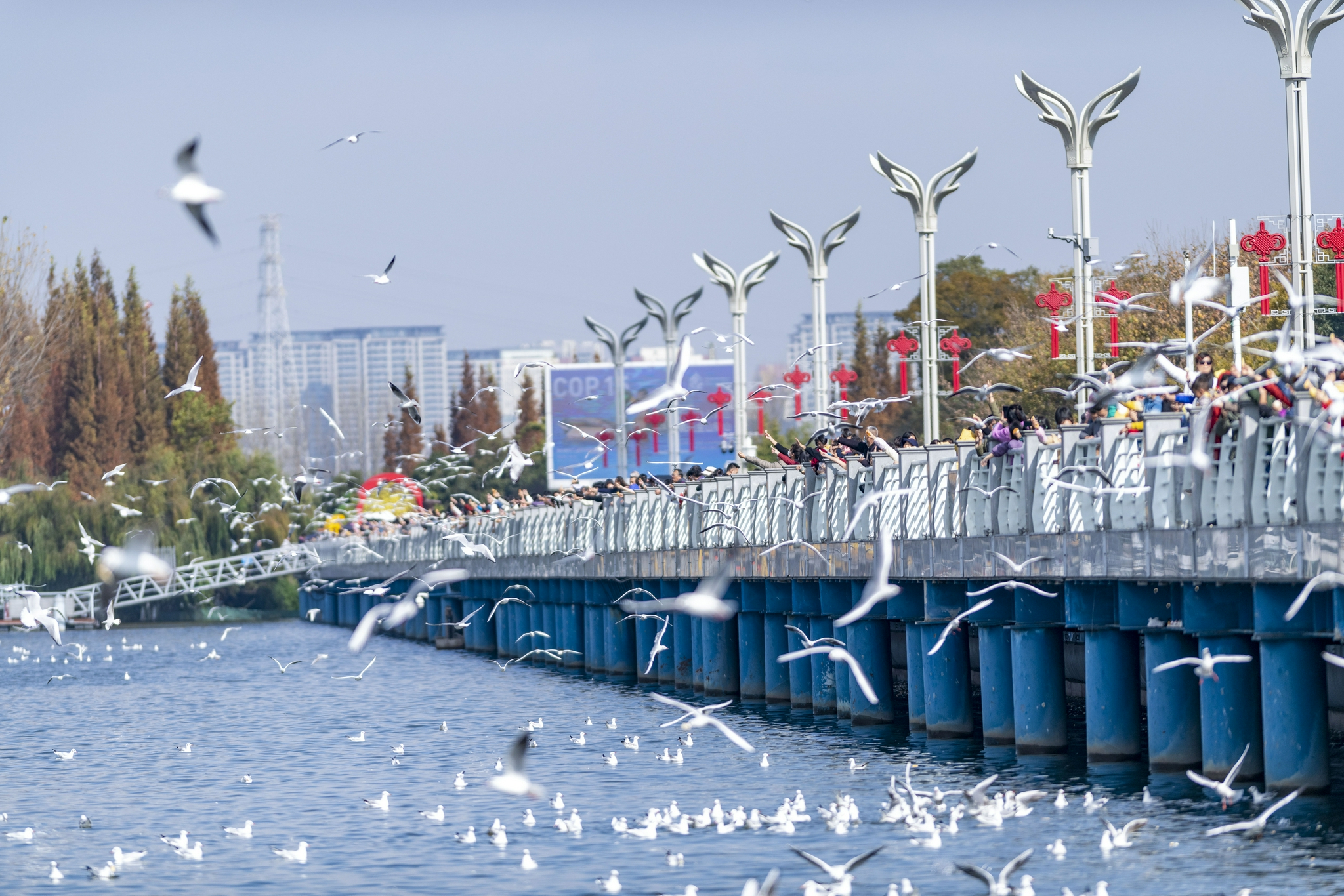 鸥翔春城舞蹁跹