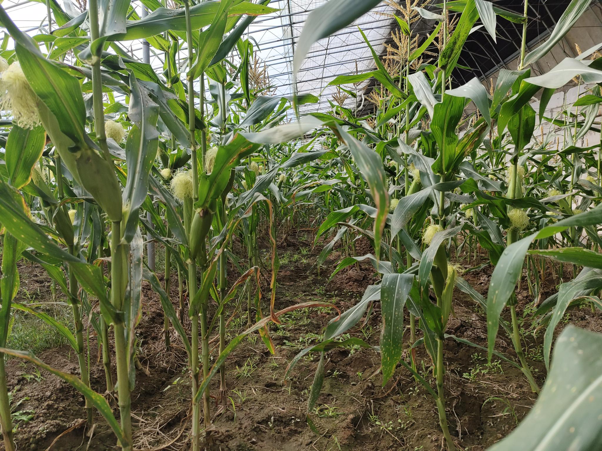 糯中带甜高叶酸我国自主选育农科糯336玉米甜糯兼得