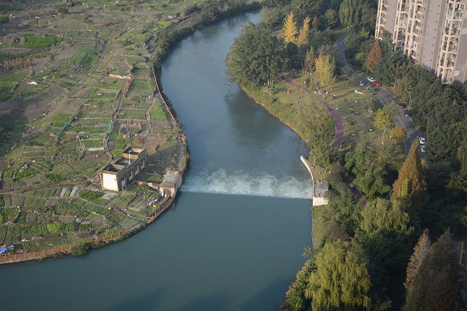 发现加拿大一支黄花的温江区江安河两河口一带 本文图片均由澎湃新闻