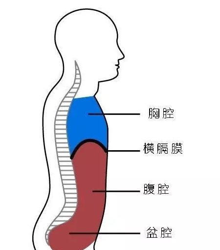 胸式呼吸和腹式呼吸究竟有什么不同你知道的可能都不对