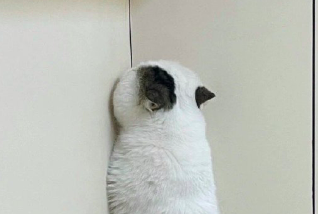 主人一说去医院,猫咪就面朝着墙角躲了起来,这也太天真了吧!