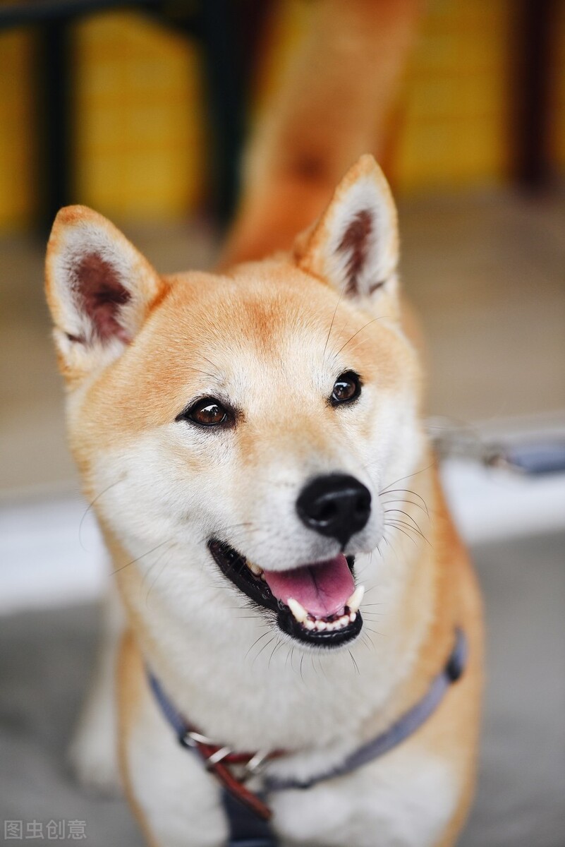 女子坠亡前称要拿命控诉遛狗不牵绳　武汉坠楼女子家属已正式报案休闲区蓝鸢梦想 - Www.slyday.coM