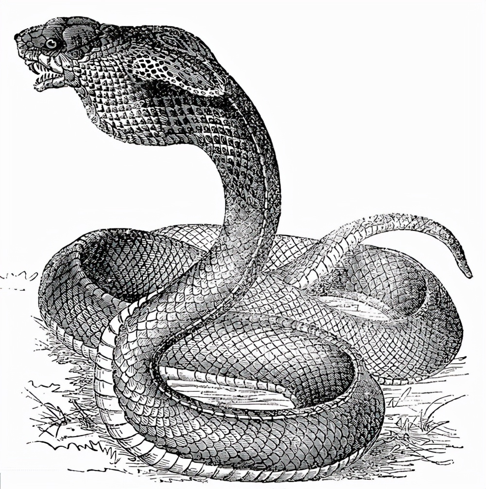 像眼镜蛇这类大型毒蛇,脑容量显然要比其他蛇类要高一些,但它们可能也