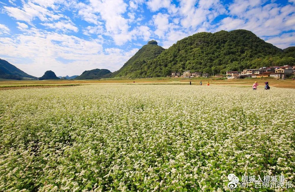 柳城这片花海太美,就等你来了!|柳州市|花海_新浪新闻