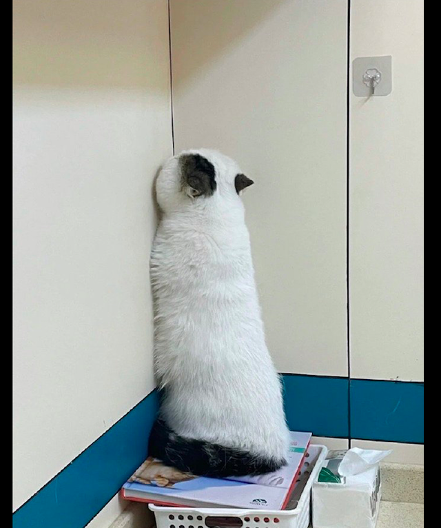 主人一说去医院猫咪就面朝着墙角躲了起来这也太天真了吧