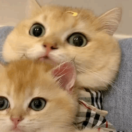 早上好～ 大家都知道kpl选手用过的英文id吗?