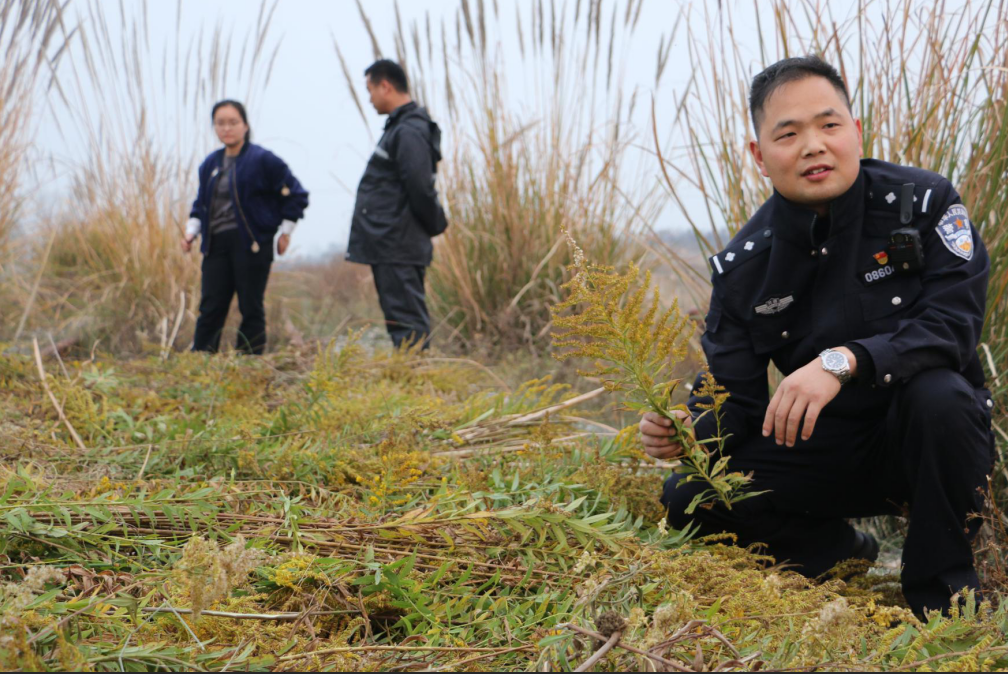南阳民警当场铲除3000多棵加拿大一枝黄花 也是目前发现最多休闲区蓝鸢梦想 - Www.slyday.coM 南阳民警当场铲除3000多棵加拿大一枝黄花 也是目前发现最多休闲区蓝鸢梦想 - Www.slyday.coM