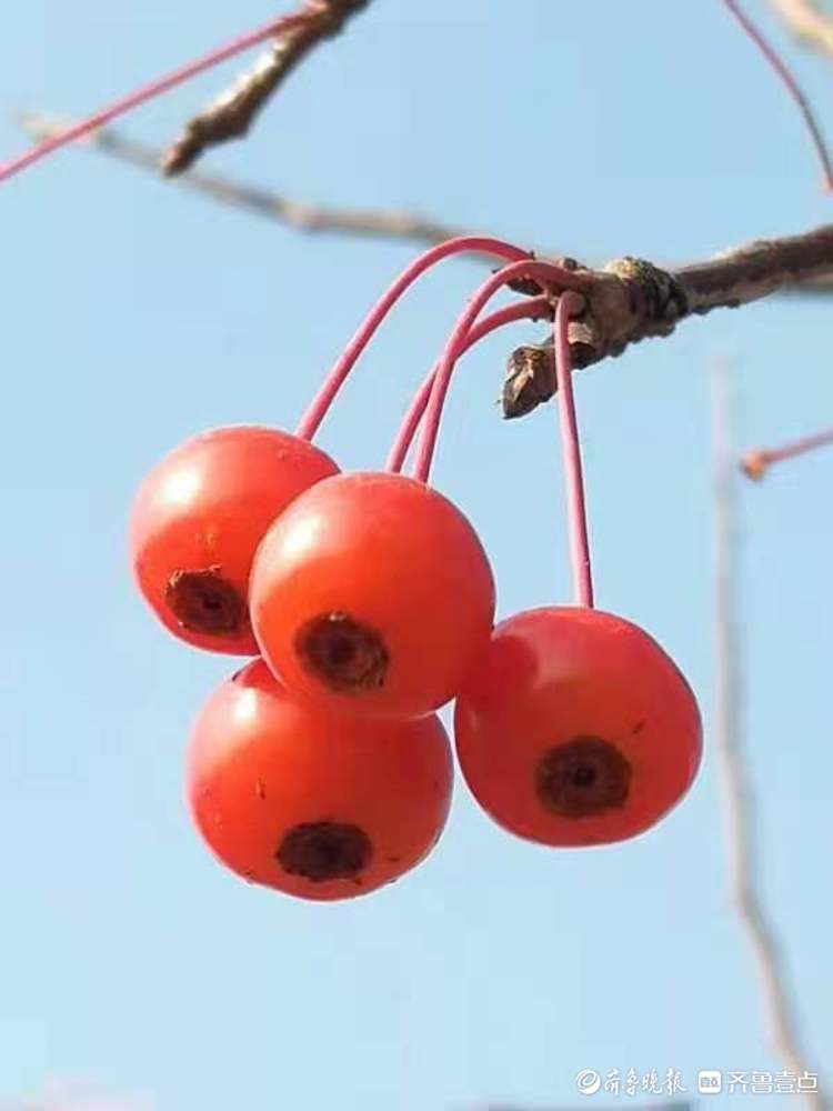 瞧晶莹剔透的小红果美丽动人