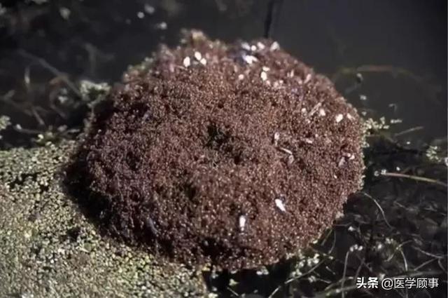 例如,在遭遇洪水的时候,蚂蚁群体能够互相抱团,形成大蚂蚁球,从而在