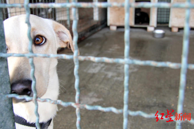 法国立法：2024年起禁止宠物店展示出售猫狗，宠物主人弃养将被严厉处罚休闲区蓝鸢梦想 - Www.slyday.coM