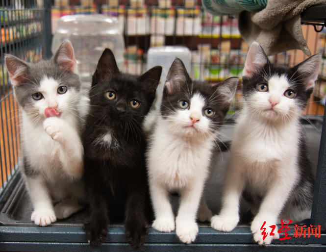 法国立法：2024年起禁止宠物店展示出售猫狗，宠物主人弃养将被严厉处罚休闲区蓝鸢梦想 - Www.slyday.coM