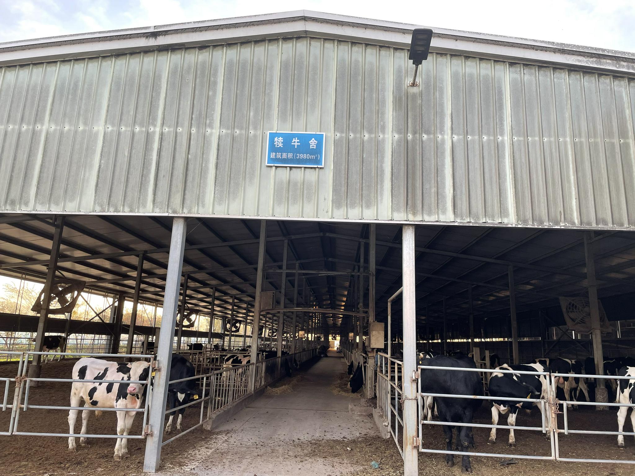江苏宝源生态有限公司内的犊牛舍,南京农业大学供图