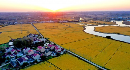 安徽六安千亩鱼田雪稻丰收在望