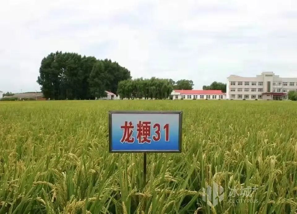 龙粳1624水稻品种介绍图片