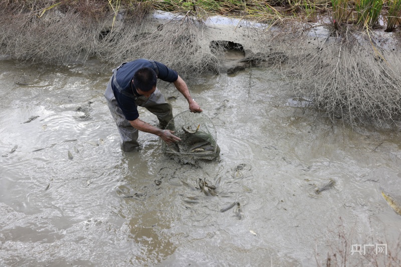 养殖户涂长辉在田里捉鱼(央广网发 徐华山摄)