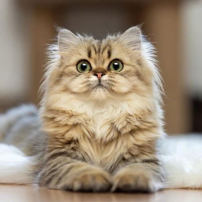 一只圆圆眼小猫咪,炸毛宝贝太漂亮了!