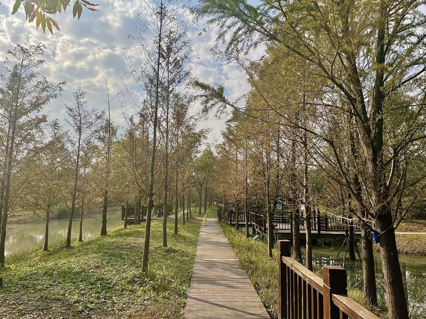 在上海浦江郊野公园藏着一片湿地间的静谧秋色