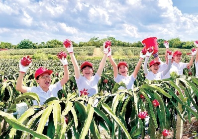 　　广东农垦红十月农场有限公司热带水果产业园火龙果喜获丰收。　钟炎波　摄