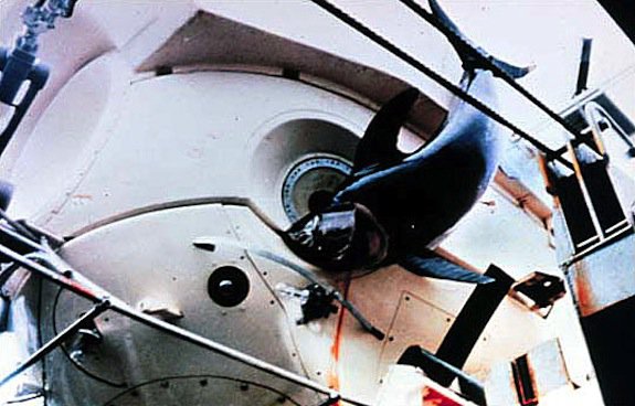 这种鱼出生时还没虾米大,同类残食,胜利者连虎鲸都退避三舍|剑鱼|旗鱼