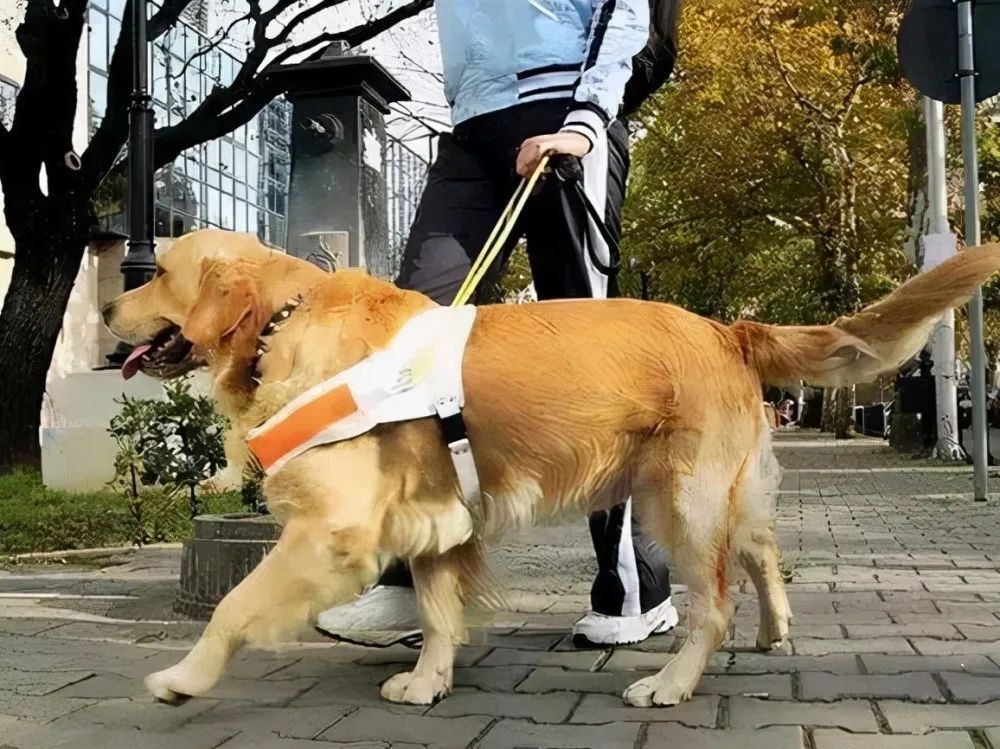 养狗人士谈安阳狗咬人：请将王新刚驱逐出养狗界，莫给养狗人招黑休闲区蓝鸢梦想 - Www.slyday.coM