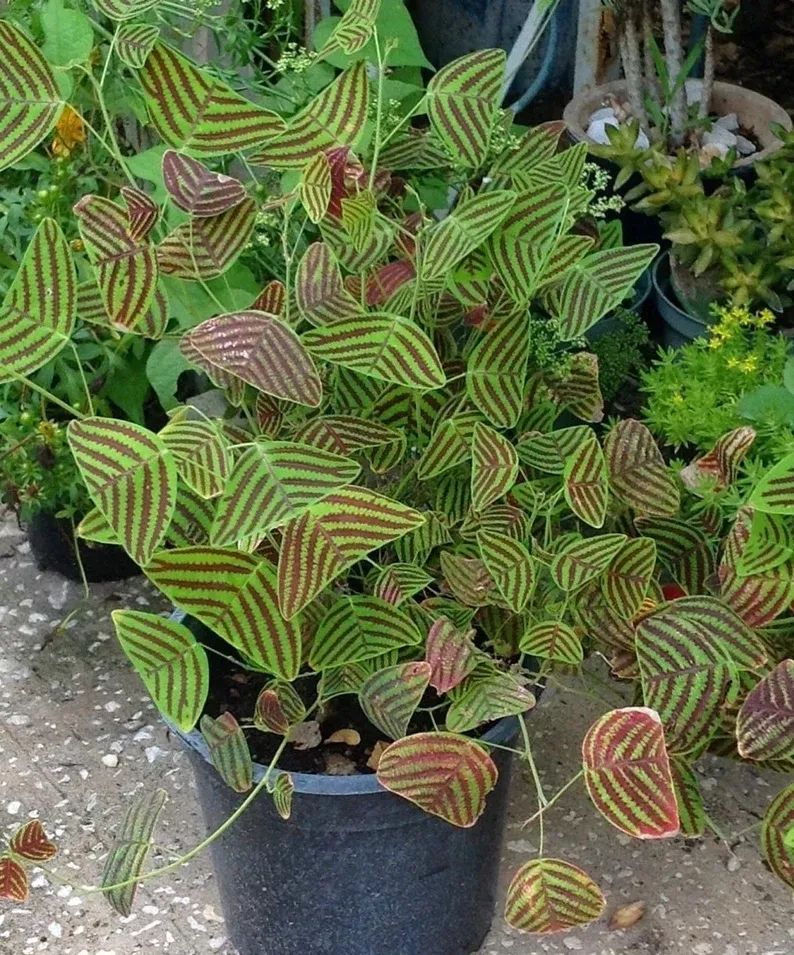 花名叫飞机草的铺地蝙蝠草适合播种繁殖新手建议买苗养