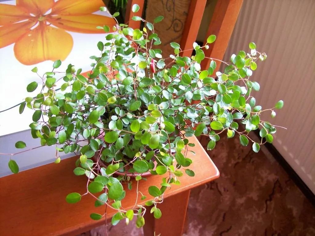 做好6点盆栽千叶吊兰可以开白色小花叶子长成绿色瀑布