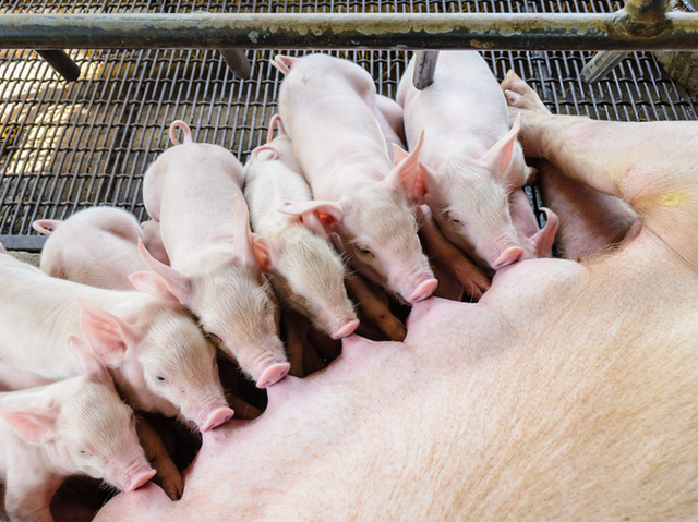 母猪产仔时间长是什么原因?注意这三点|太保|母猪|产程_新浪新闻