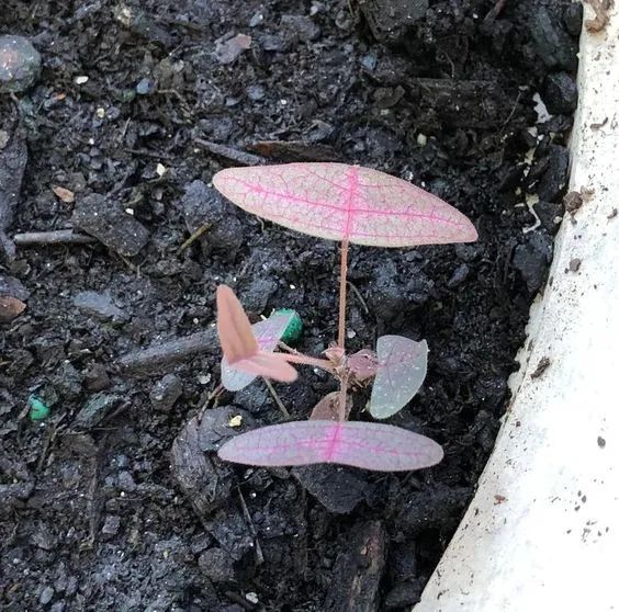 花名叫飞机草的铺地蝙蝠草适合播种繁殖新手建议买苗养