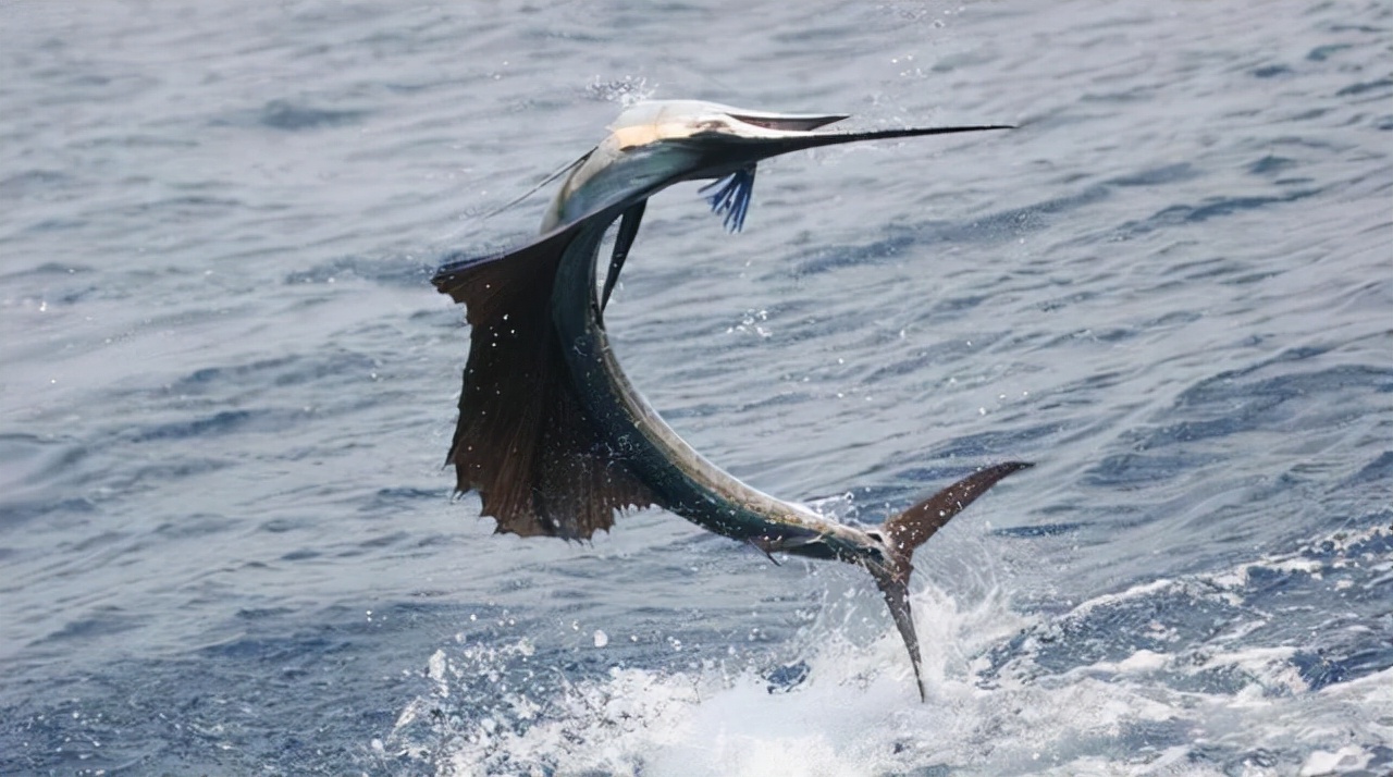 这种鱼出生时还没虾米大,同类残食,胜利者连虎鲸都退避三舍|剑鱼|旗鱼