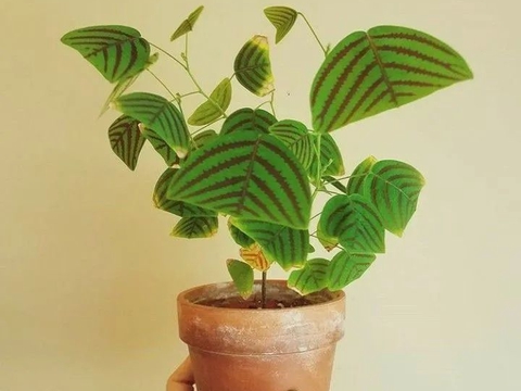 蝙蝠飞机_蝙蝠飞机最新消息,新闻,图片,视频_聚合阅读_新浪网