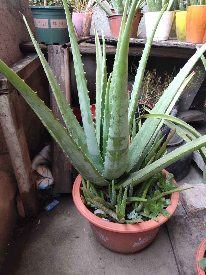 家里养的芦荟养生还美容学会浇水长得更壮