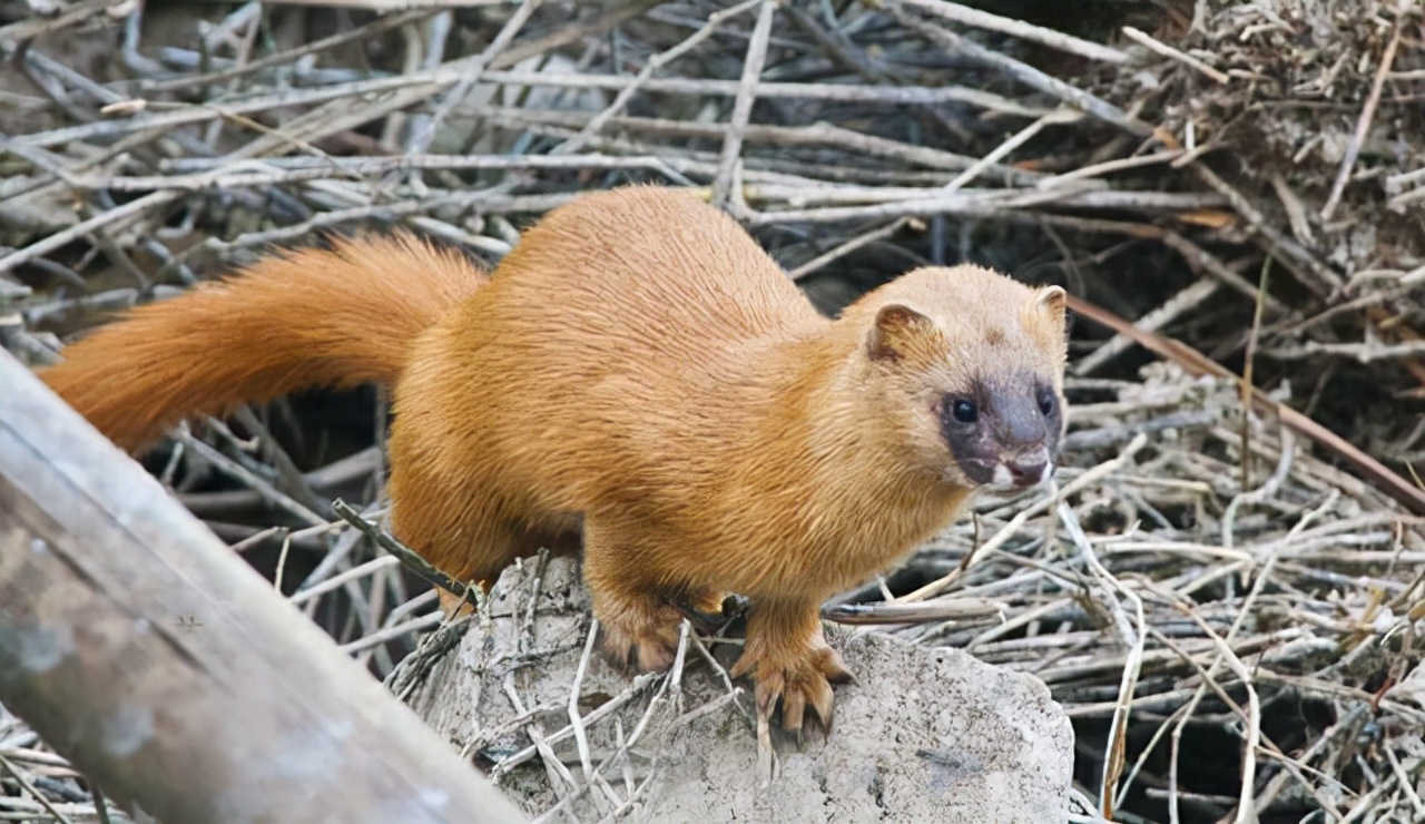 农村人厌弃的黄鼠狼现在的农村却很难看到了她们去哪里了