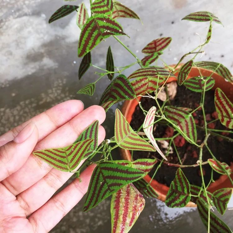 花名叫飞机草的铺地蝙蝠草适合播种繁殖新手建议买苗养