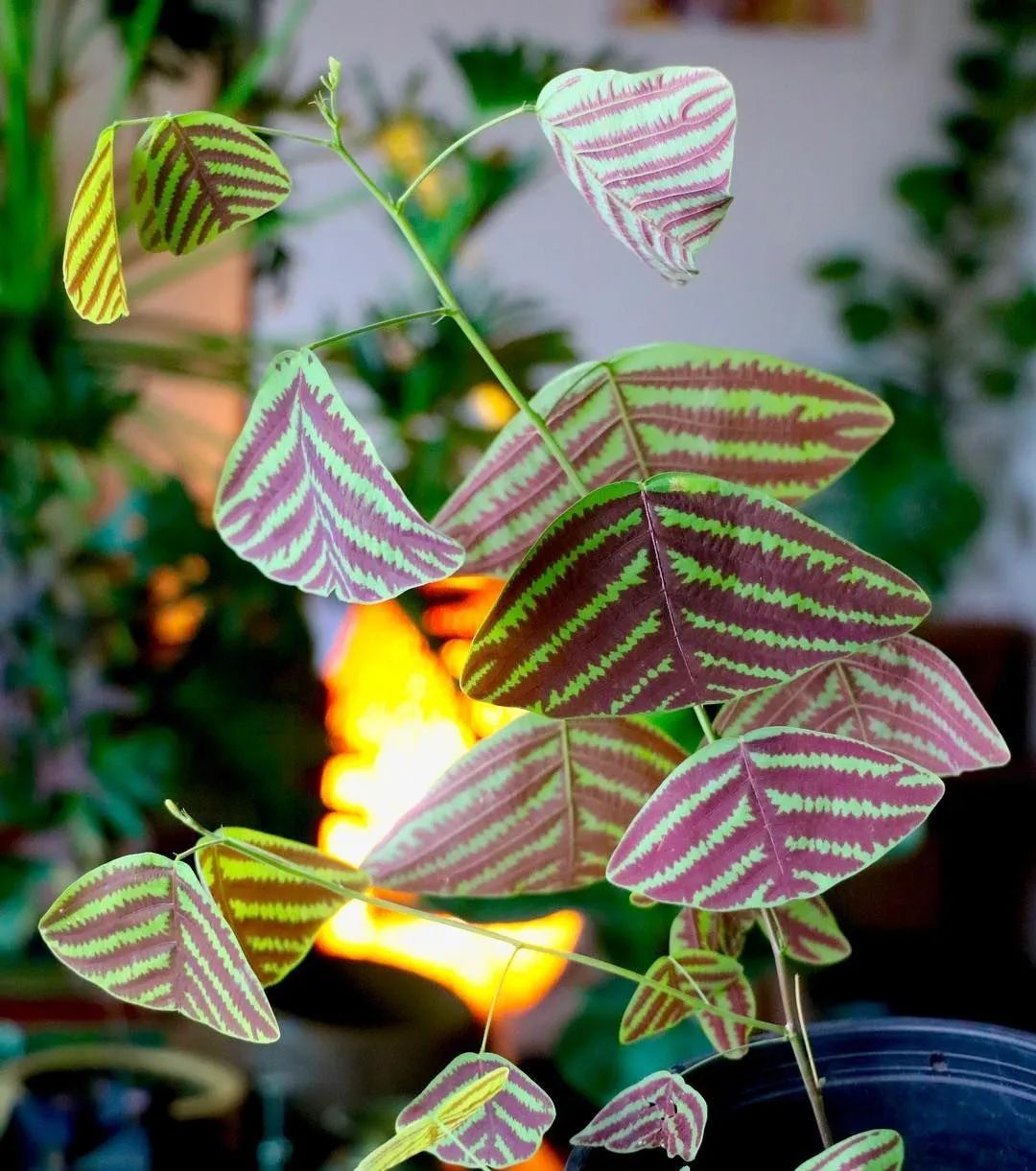 花名叫飞机草的铺地蝙蝠草适合播种繁殖新手建议买苗养