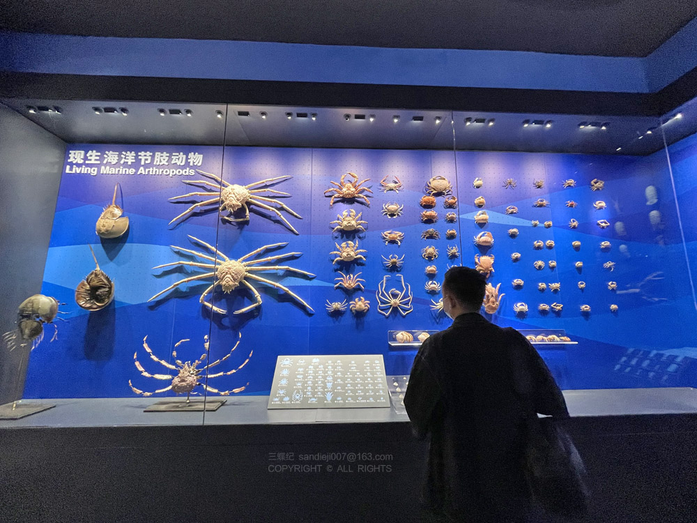 在澄江化石地自然博物馆见证亿万年前的生物多样性