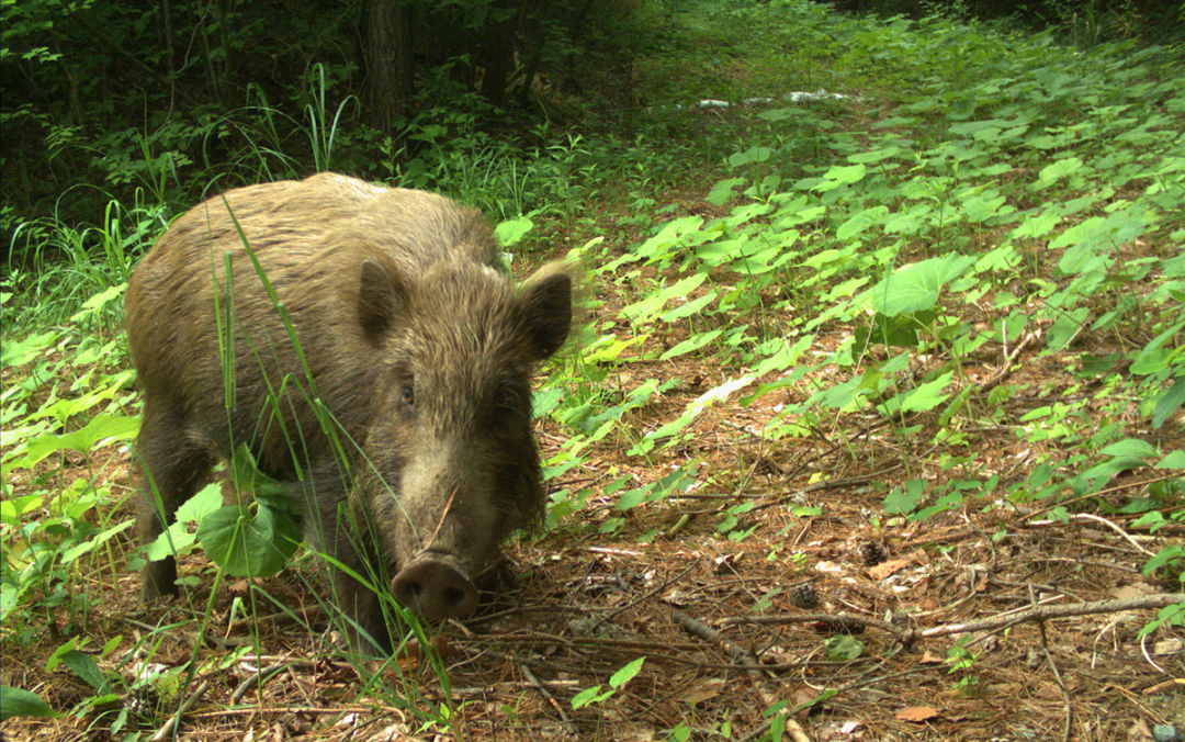 福岛核事故十年后，“禁区” 里的野猪们怎么样了？休闲区蓝鸢梦想 - Www.slyday.coM