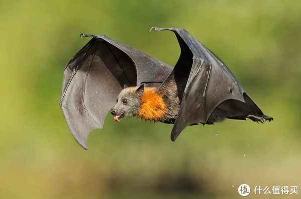 这台魔域的积木超跑也太帅了吧！原型车居然是它休闲区蓝鸢梦想 - Www.slyday.coM