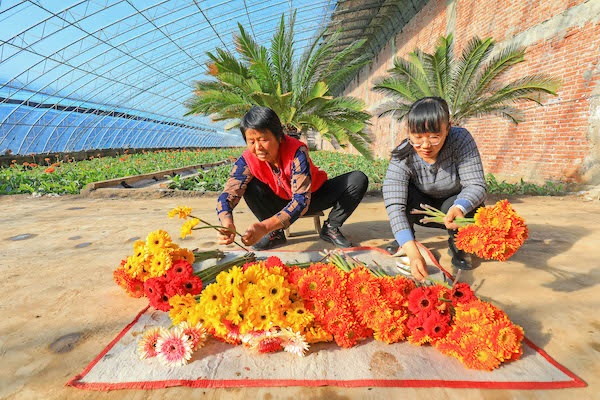 11月23日农民在温室大棚里捆扎非洲菊鲜切花（央广网发 张永新摄）