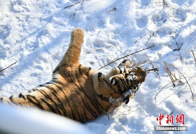 吉林长春东北虎雪地撒欢卖萌
